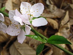 Prunus davidiana