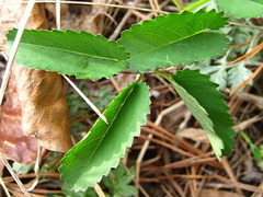 Sanguisorba officinalis