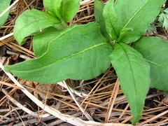 Koenigia alpina
