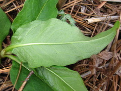 Koenigia alpina