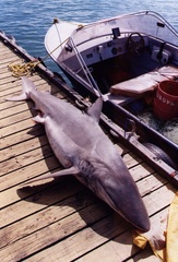 Carcharhinus brachyurus