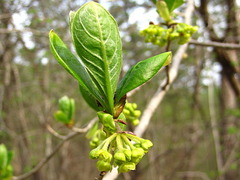 Lindera erythrocarpa