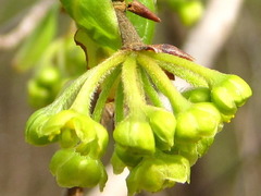 Lindera erythrocarpa