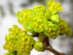 Lindera erythrocarpa