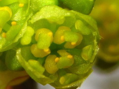 Lindera erythrocarpa