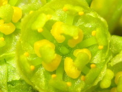 Lindera erythrocarpa