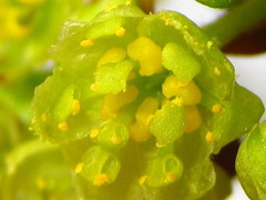 Lindera erythrocarpa