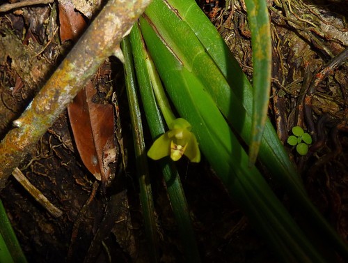 Maxillaria valenzuelana (Maxillaria valenzuelana)