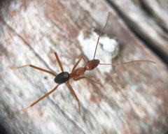 Leptomyrmex nigriventris