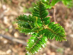 Zanthoxylum piperitum