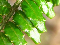 Zanthoxylum piperitum