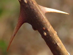 Zanthoxylum piperitum