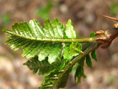Zanthoxylum piperitum