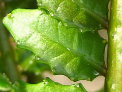 Zanthoxylum piperitum