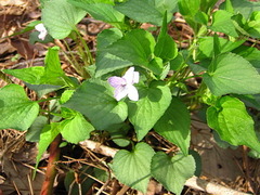 Viola acuminata