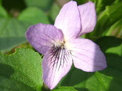 Viola acuminata