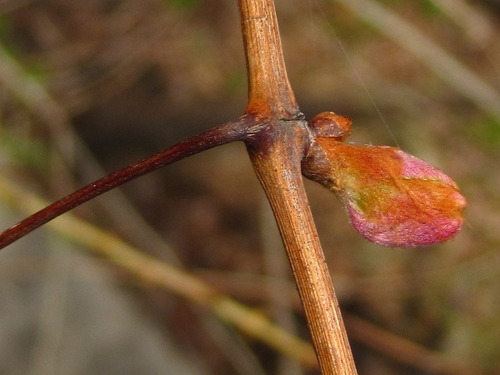 Smilax sieboldii iNat (2)