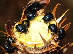 Oomorphoides