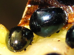 Oomorphoides
