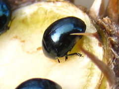 Oomorphoides