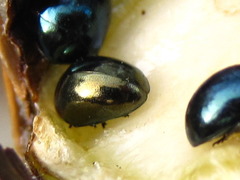 Oomorphoides