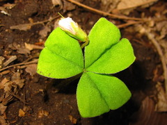 Oxalis obtriangulata