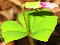 Oxalis obtriangulata