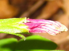 Oxalis obtriangulata