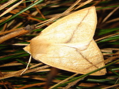 Descoreba simplex