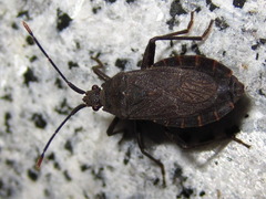Hygia lativentris