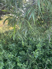 Acacia implexa