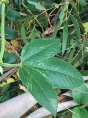 Passiflora tarminiana