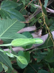 Passiflora tarminiana