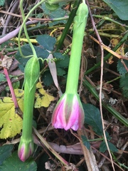 Passiflora tarminiana