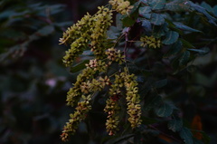 Apoplanesia paniculata