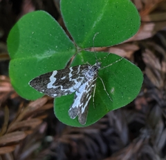 Trichodezia californiata