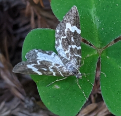 Trichodezia californiata