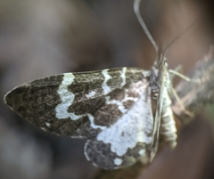 Trichodezia californiata