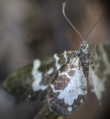 Trichodezia californiata