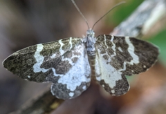 Trichodezia californiata