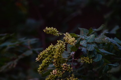 Apoplanesia paniculata