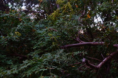 Apoplanesia paniculata