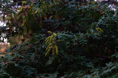 Apoplanesia paniculata