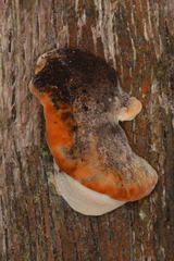 Postia pelliculosa