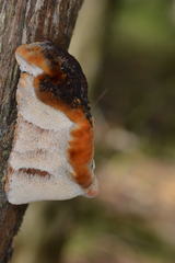 Postia pelliculosa