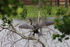 Anhinga anhinga leucogaster