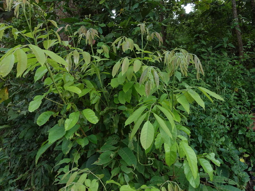 Paraderris elliptica iNat (2)