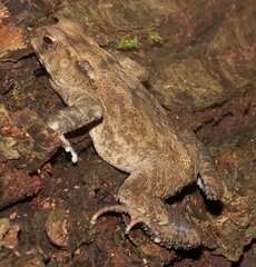 Ingerophrynus celebensis