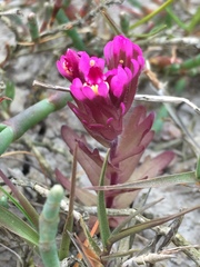 Castilleja ambigua humboldtiensis