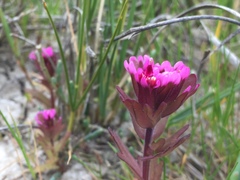 Castilleja ambigua humboldtiensis